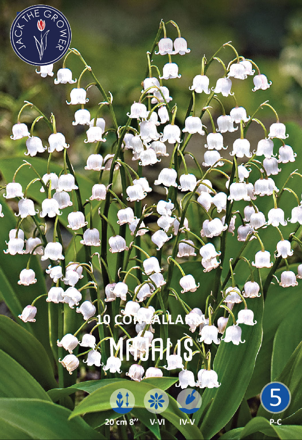 Convallaria Majalis – Jack the Grower