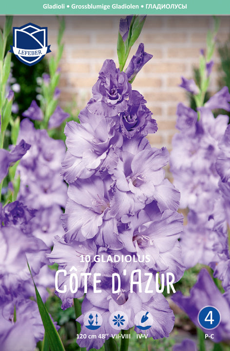 Gladiolus Cote d'Azur