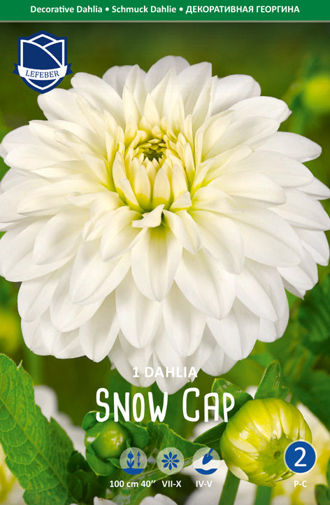 Dahlia Snow Cap