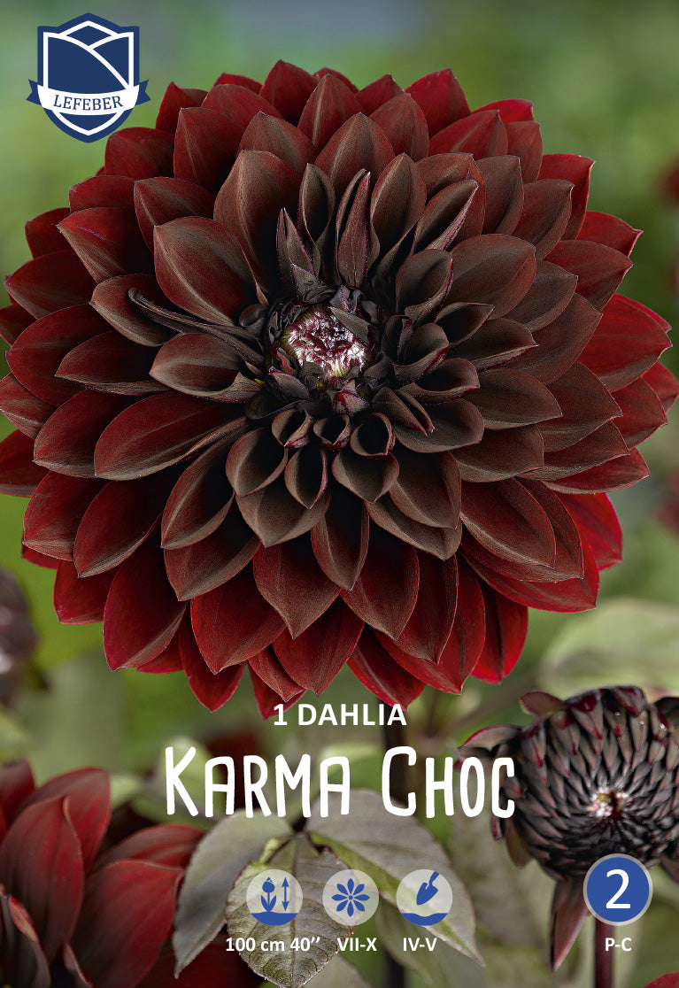 Dahlia Karma Choc – Jack the Grower