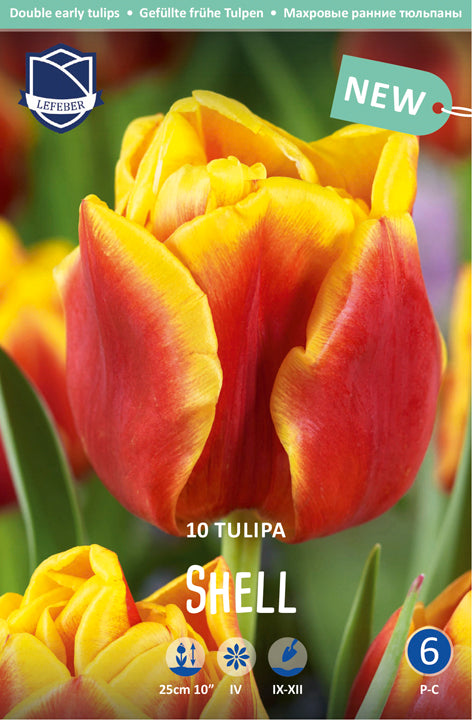Tulipa Shell