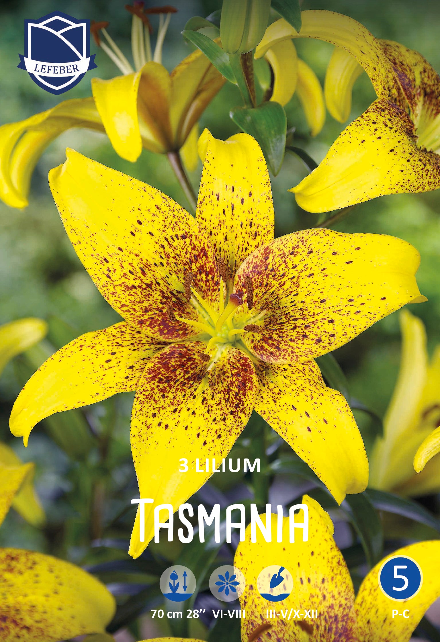 Lilium Tasmania