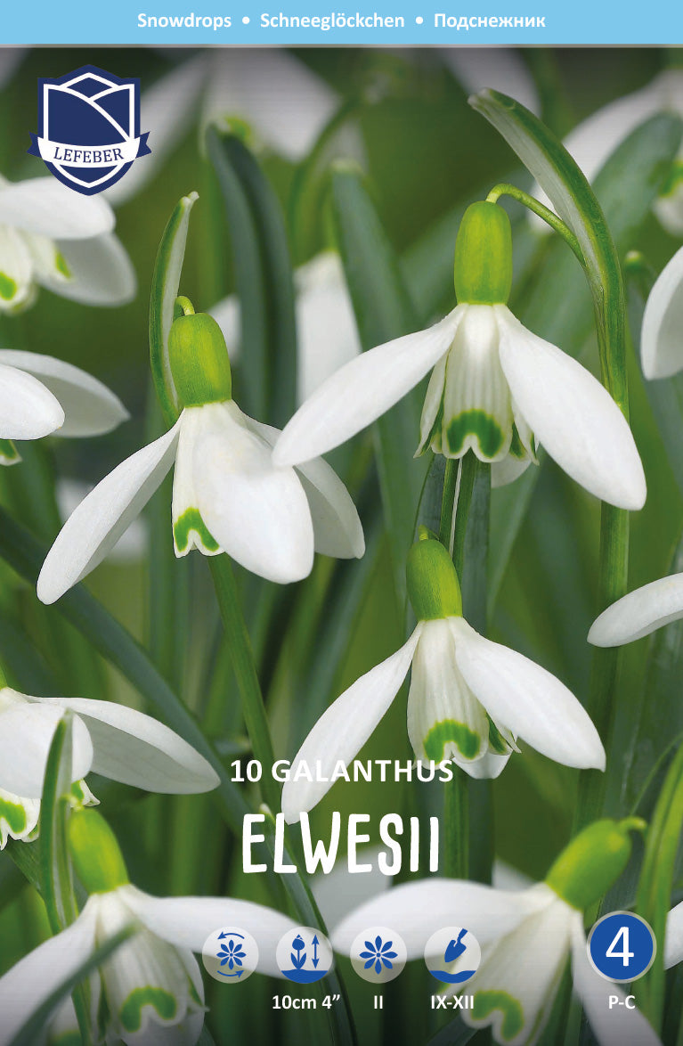 Galanthus Elwesii
