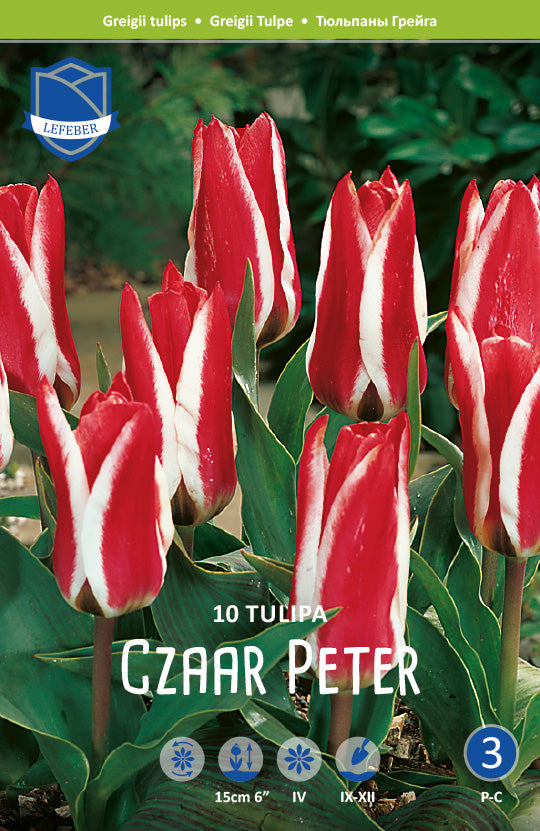Tulipa Czaar Peter