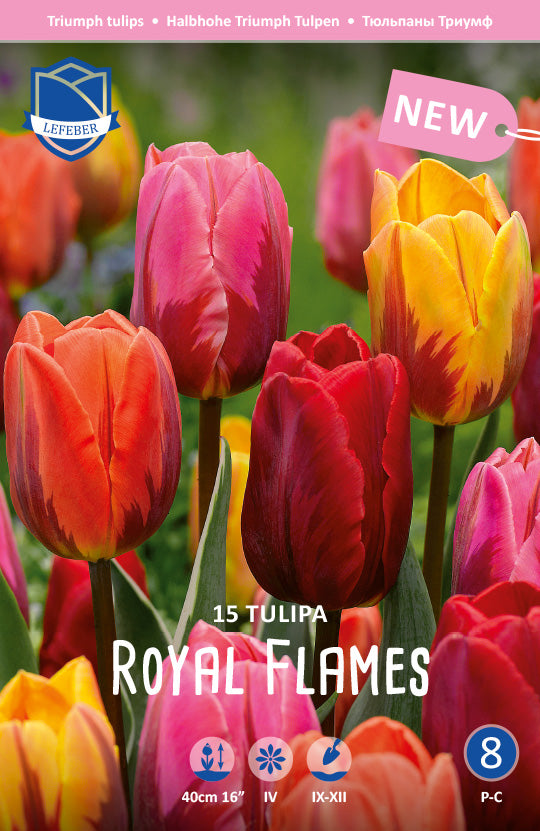 Tulipa Royal Flames
