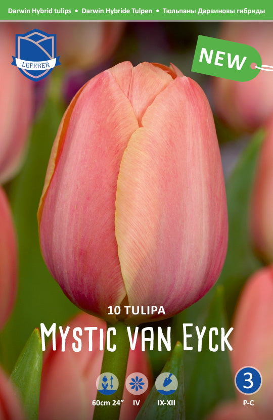 Tulipa Mystic van Eyck