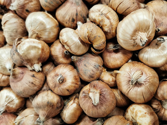 When and How to Plant Gladioli Bulbs – an Easy Growing Guide