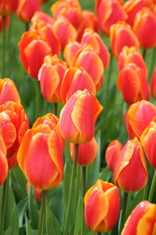 Tulip bulbs