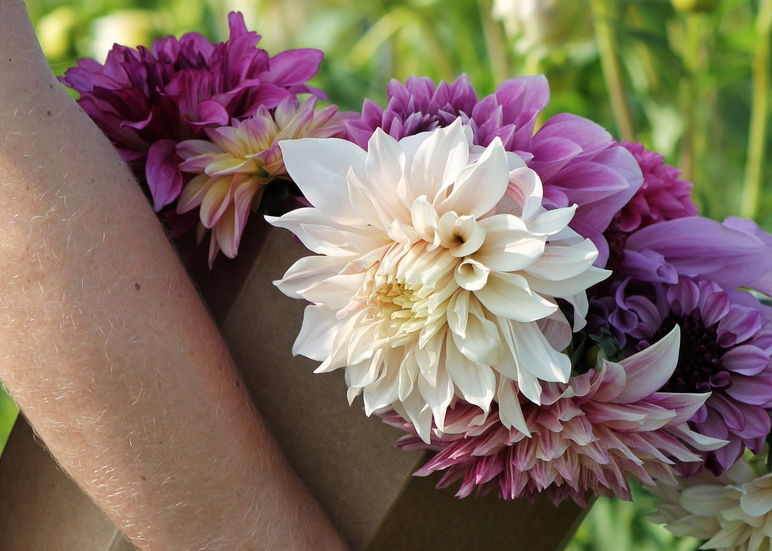 Dahlia tubers