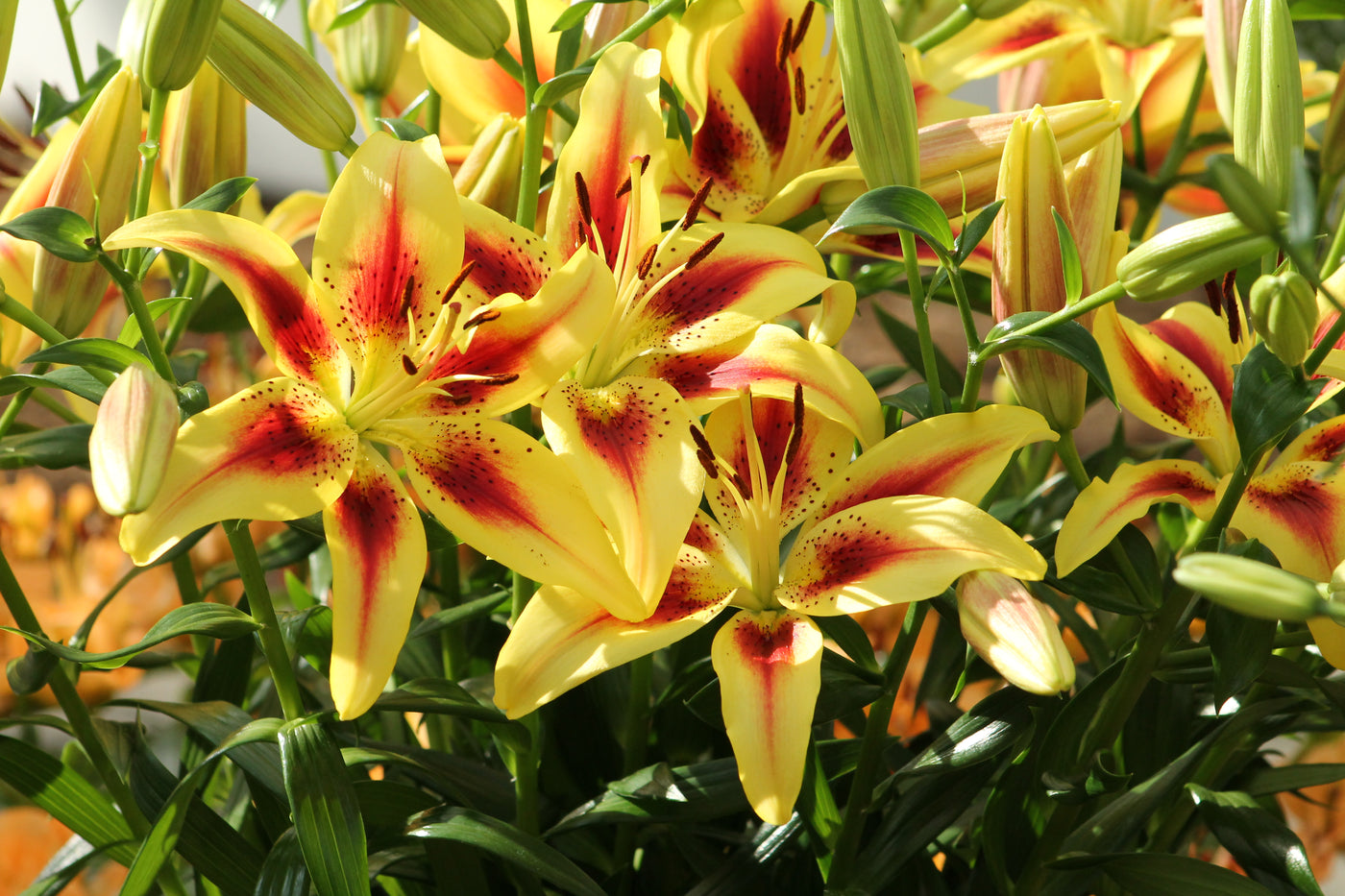 Lilies Jack the Grower
