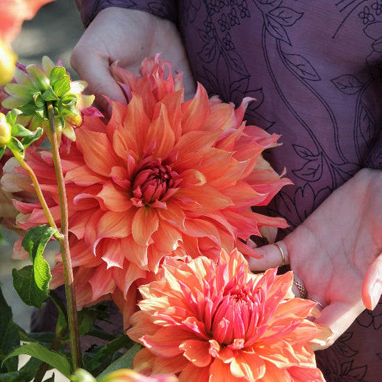 Dahlia Belle of Barmera Jack the Grower