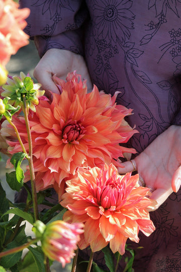 Dahlia Belle of Barmera Jack the Grower