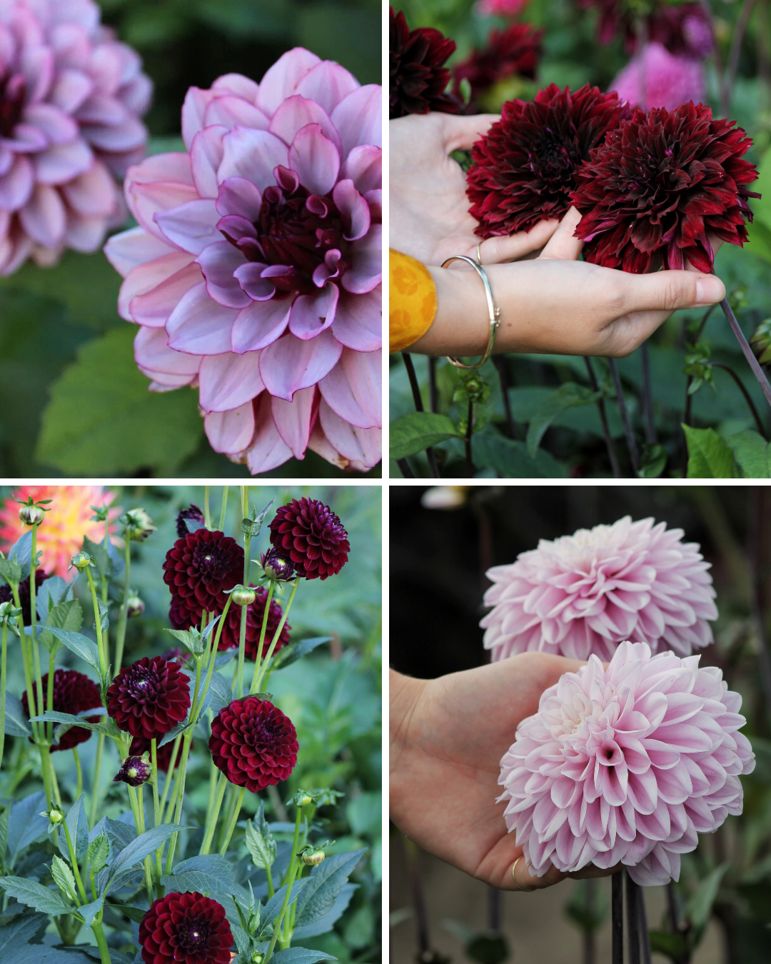 Package: Dusky Elegance Jack the Grower