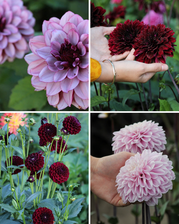 Package: Dusky Elegance Jack the Grower