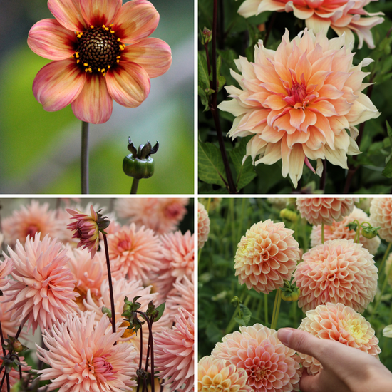 Package: Pretty in Peach Jack the Grower