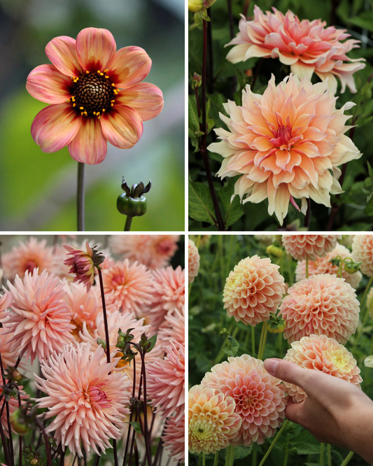 Package: Pretty in Peach Jack the Grower