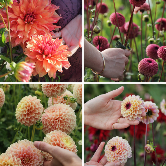 Package: Vintage Charm Jack the Grower