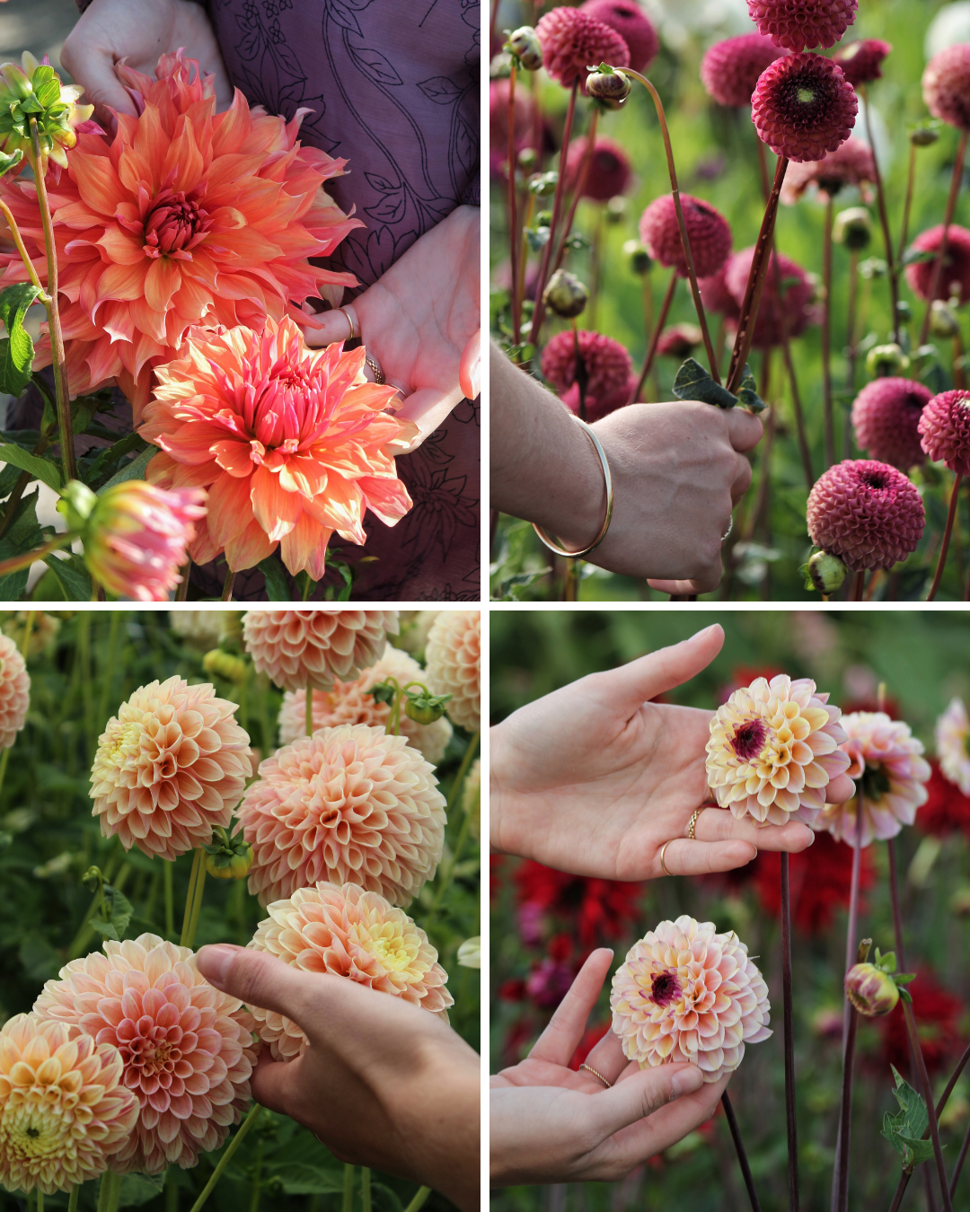 Package: Vintage Charm Jack the Grower