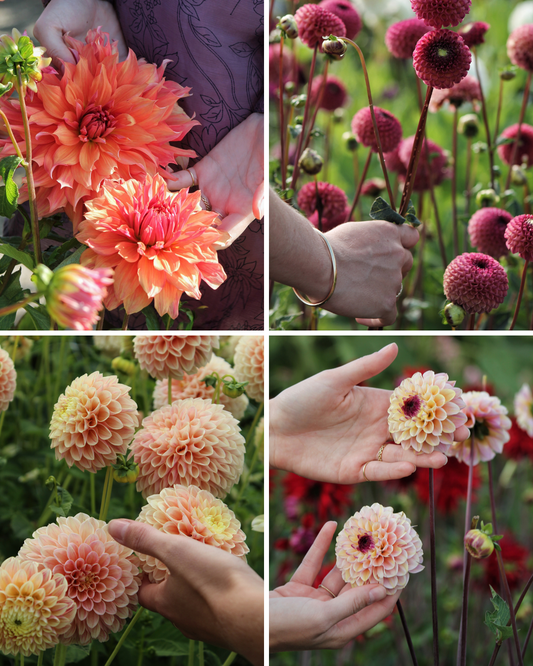 Package: Vintage Charm Jack the Grower