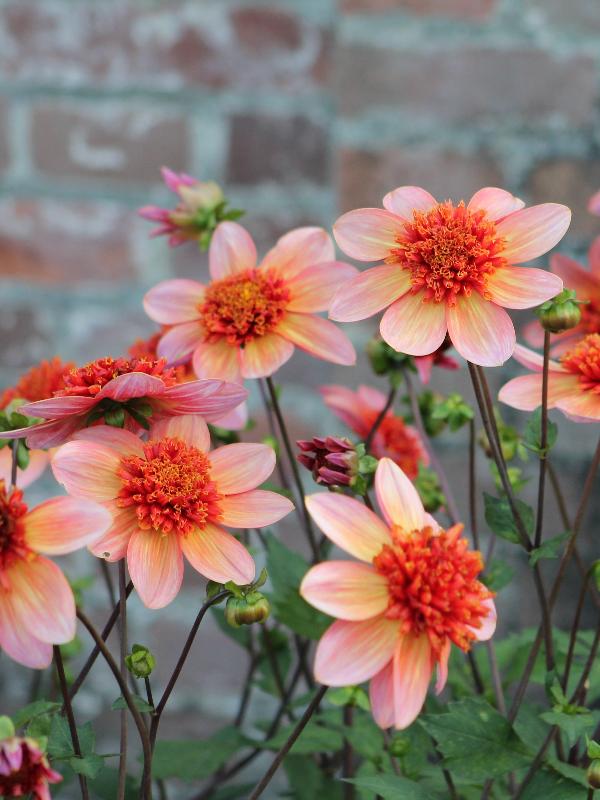 Dahlia Totally Tangerine Jack the Grower