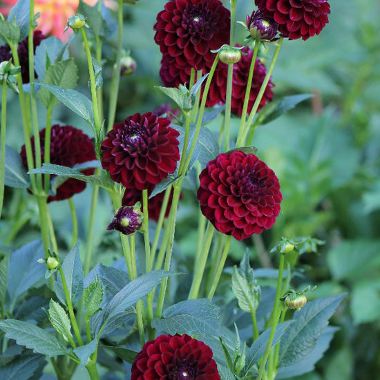 Dahlia Dark Spirit Jack the Grower