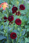 Dahlia Dark Spirit Jack the Grower