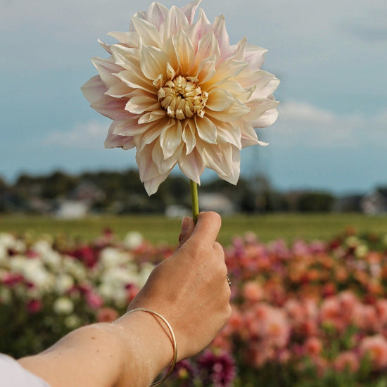 Dahlia Cafe au Lait Jack the Grower