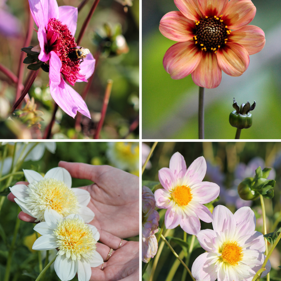 Package: The Bee’s Knees Jack the Grower