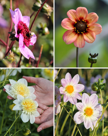 Package: The Bee’s Knees Jack the Grower