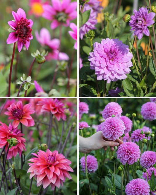 Package: Pink & Purple Party Jack the Grower