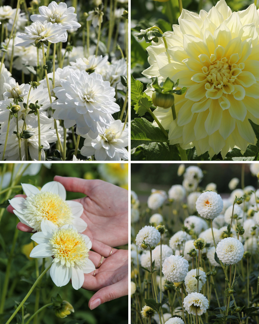 Package: Lemon Meringue