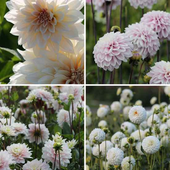 Package: Soft Shades Jack the Grower