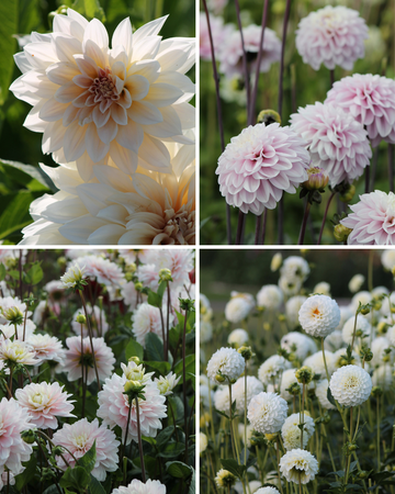 Package: Soft Shades Jack the Grower