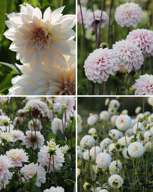 Package: Soft Shades Jack the Grower