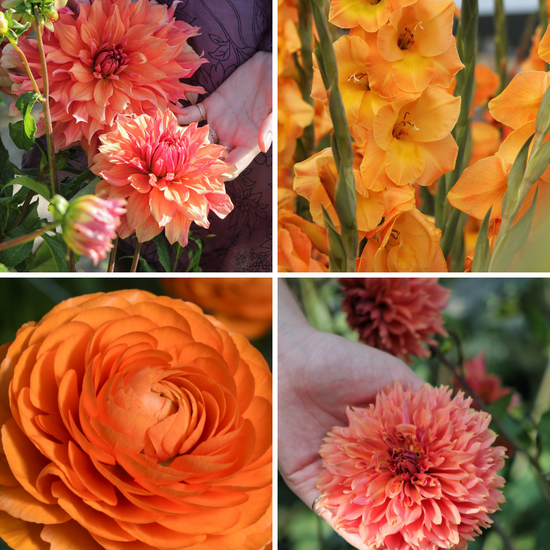 Package: Sunset Sorbet Jack the Grower