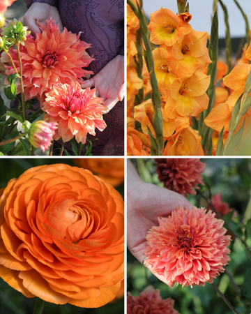 Package: Sunset Sorbet Jack the Grower