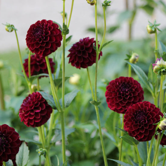 Dahlia Dark Spirit Jack the Grower