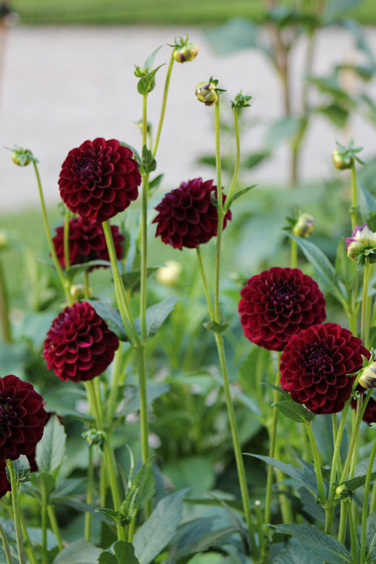 Dahlia Dark Spirit Jack the Grower