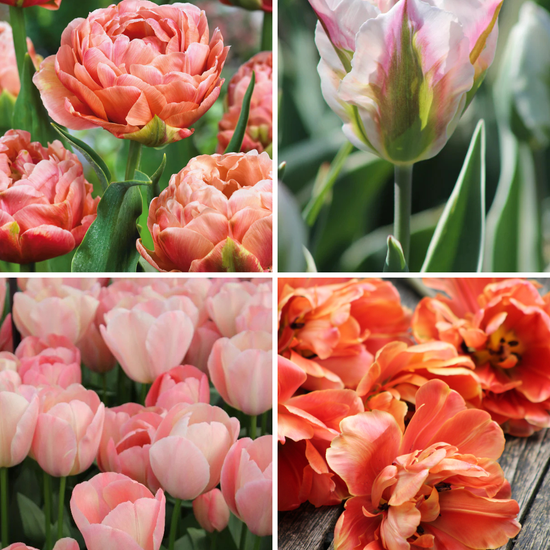 Package: Blushing Bronze Jack the Grower