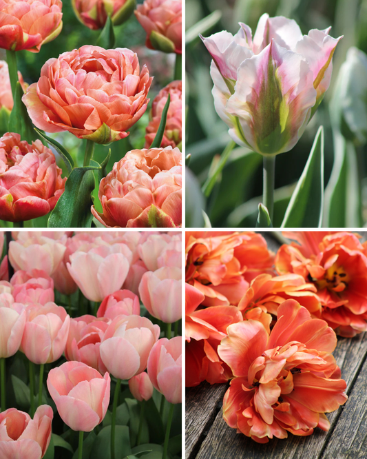 Package: Blushing Bronze Jack the Grower