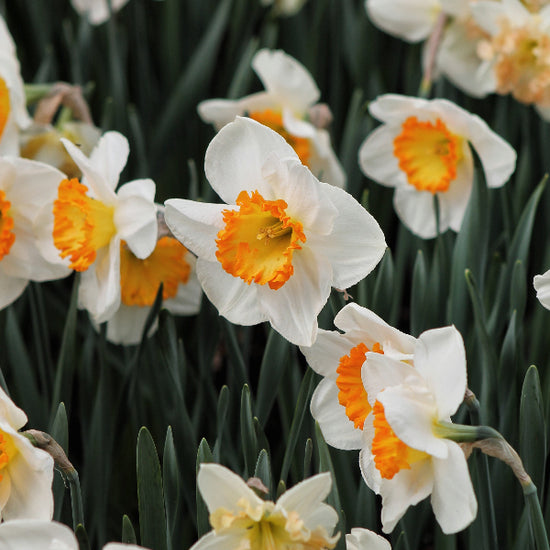 Narcissus Sound Jack the Grower