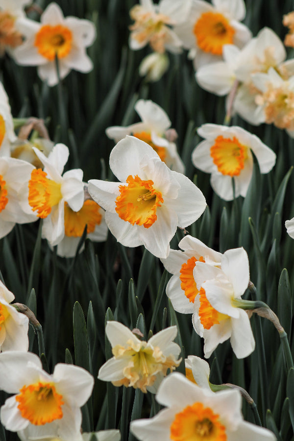 Narcissus Sound Jack the Grower