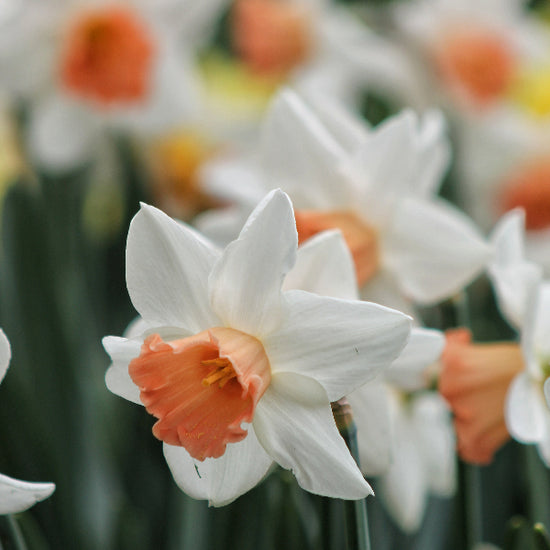 Narcissus Accent Jack the Grower