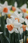 Narcissus Accent Jack the Grower