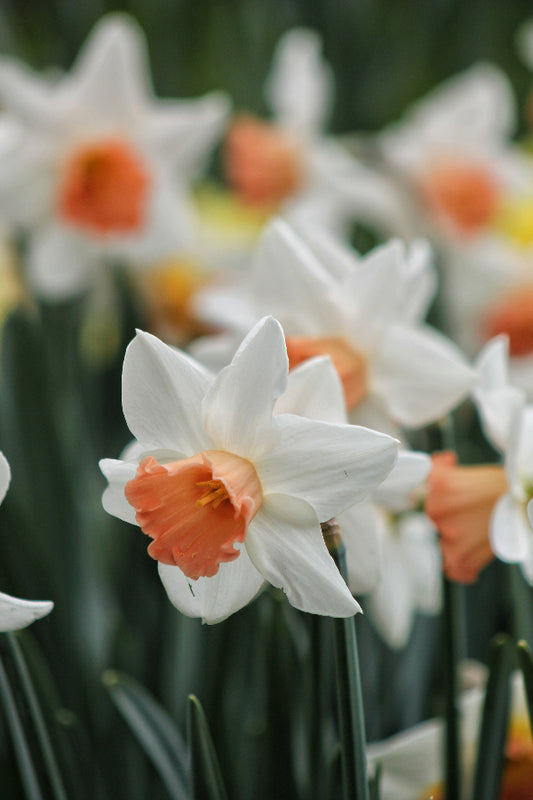 Narcissus Accent Jack the Grower