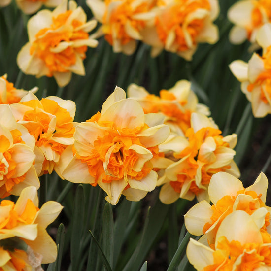 Narcissus Suncatcher Jack the Grower