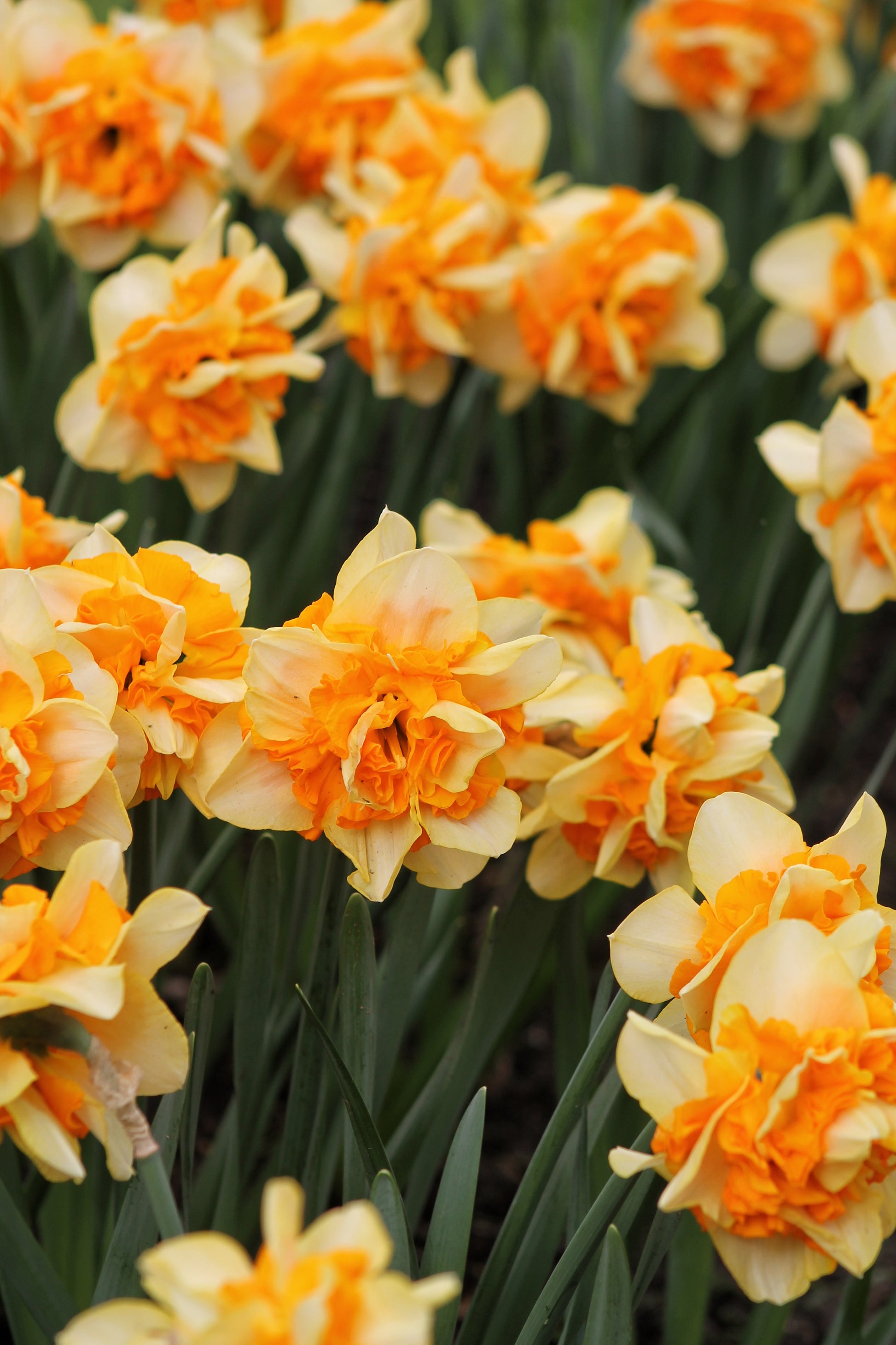 Narcissus Suncatcher Jack the Grower