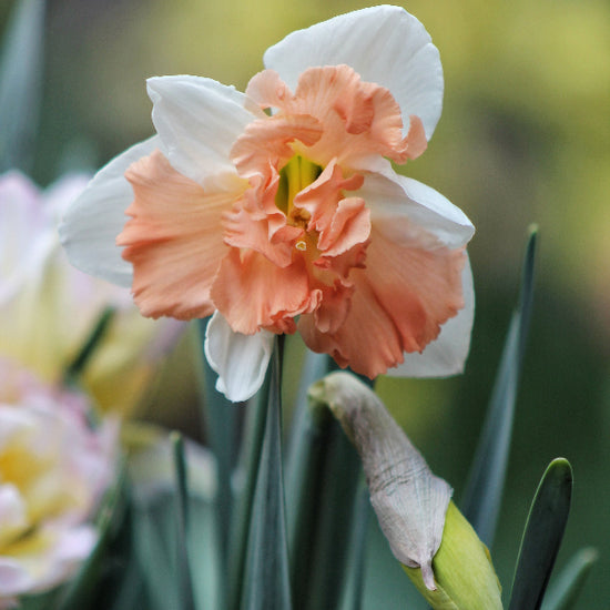 Narcissus Apple Pie Jack the Grower