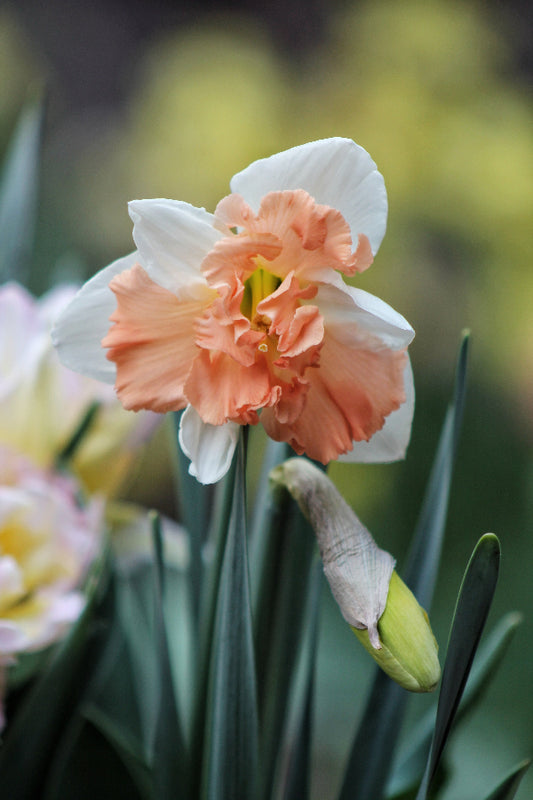 Narcissus Apple Pie Jack the Grower