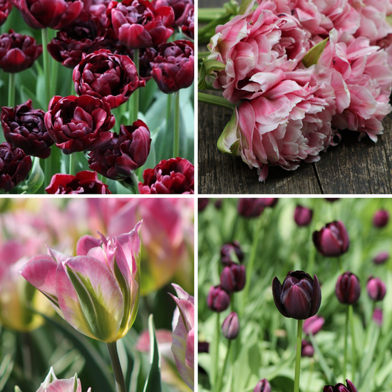 Package: Romantic Rebel Jack the Grower